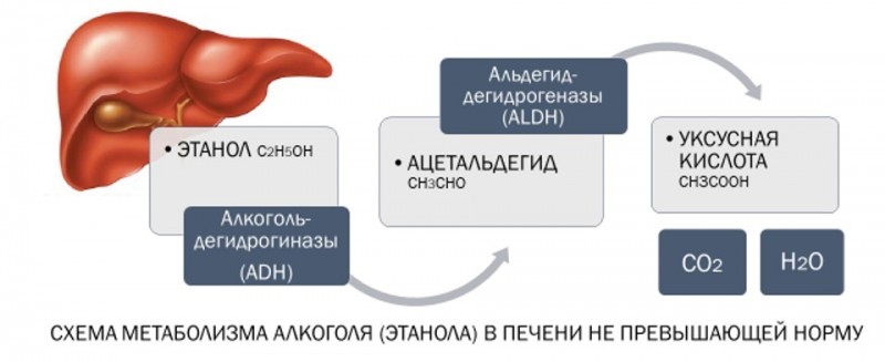 Схема переработки алкоголя